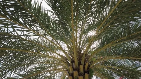 A view underneath the coconut palm tree branch. 4k video Stock Footage 250401083