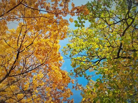 View underneath multicolor maple, oak and linden trees. Autumn seasonal fol.. Stock Photos