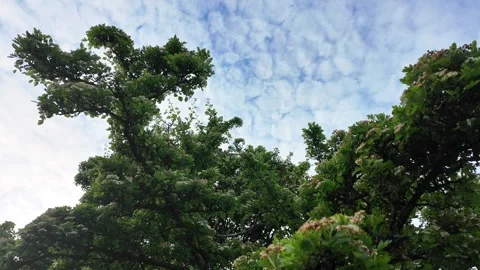 View from Underneath Tree Branches Stock Footage 276625698