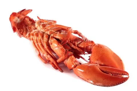 View of the underside of lobster Stock Photos
