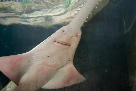 View Of Underside Of A Sawfish Ray Shark In An Aquarium Stock Photos