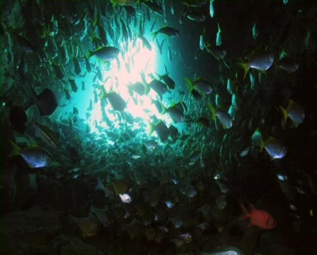 View from an underwater cave Stock Footage 735920