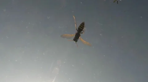 View up Underwater Dead Wasp Float Wasps Fly Blue Sky Close up Stock Footage 67187417