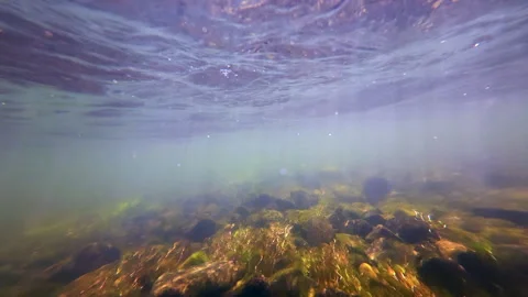 View from underwater floating down the Provo River Stock Footage 341829952