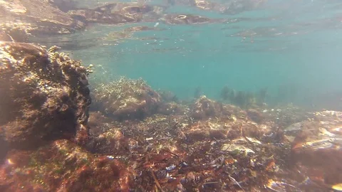 View of an underwater landscape Stock Footage 94142187