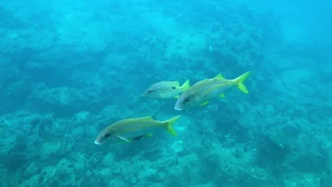 View of the underwater observatory tower in Okinawa, Japan. Stock Footage 138997147