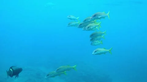 View of the underwater observatory tower in Okinawa, Japan. Stock Footage 138997157
