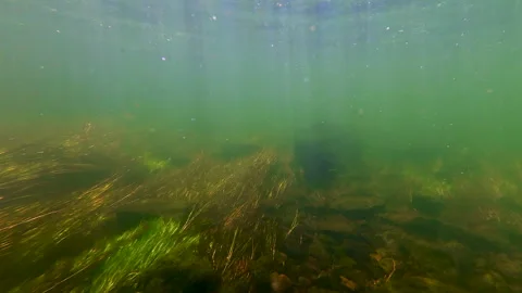 View underwater in the Provo River passing by a Brown Trout swimming Stock-Footage 341832030