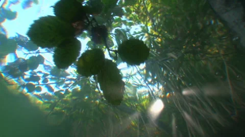 The view from underwater  on the reflection of tree branches. Vidéo 53300827