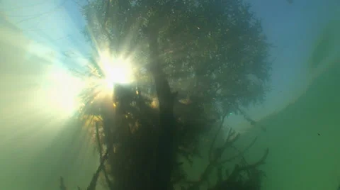 The view from underwater  on the reflection of tree branches and sunlight. Stock Footage 53376609