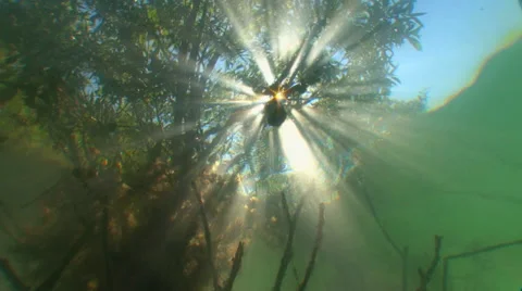 The view from underwater  on the reflection of tree branches and sunlight. Video stock 53376722