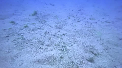 View of a underwater surface with sand and coral Stock Footage 276160125