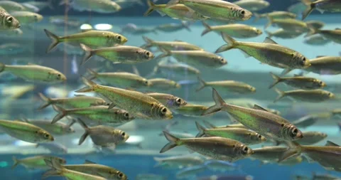 View of the underwater world Stock Footage 253343557