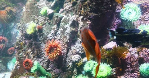 View of the underwater world Stock Footage 253343834