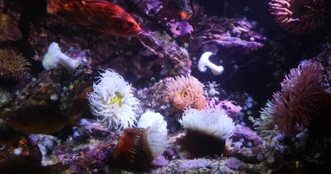 View of the underwater world Stock Footage 253343866