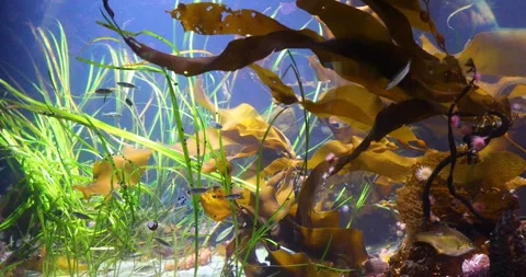 View of the underwater world Stock Footage 253344365
