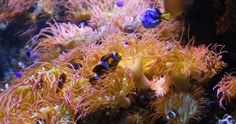 View of the underwater world Stock Footage 253344404