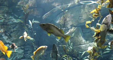 View of the underwater world Stock Footage 253344741