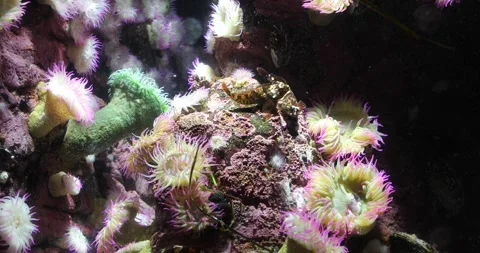 View of the underwater world Stock Footage 255054067