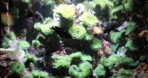 View of the underwater world Stock Footage 255054177