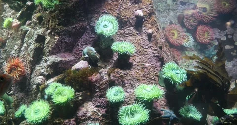 View of the underwater world Stock Footage 255054691