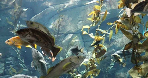 View of the underwater world Stock Footage 255055265