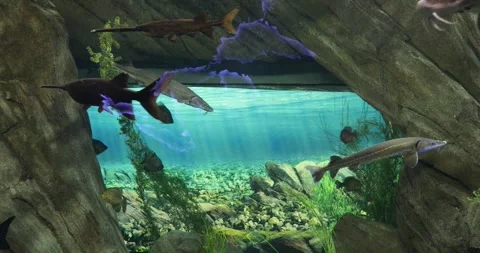 View of the underwater world Stock Footage 255055276