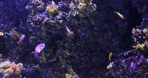 View of the underwater world Stock Footage 255055314