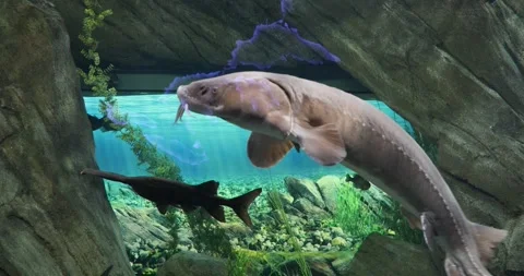 View of the underwater world Stock Footage 255056328