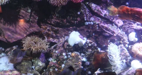 View of the underwater world Stock Footage 255056352