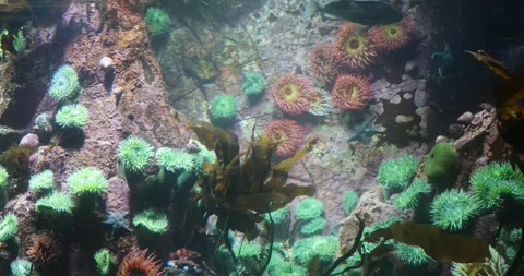 View of the underwater world Stock Footage 255056444
