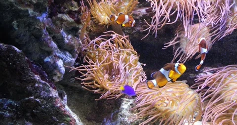 View of the underwater world Stock Footage 255056480