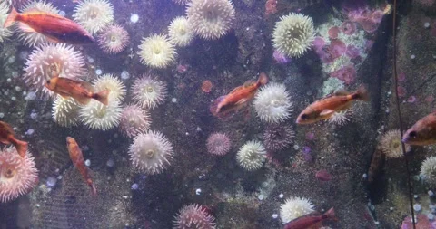 View of the underwater world Stock Footage 255056540