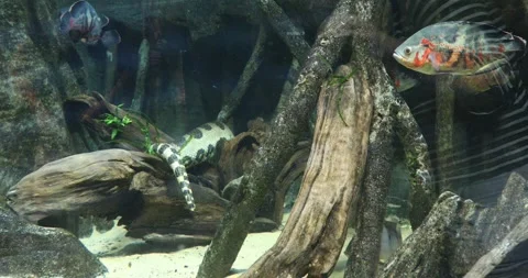 View of the underwater world Stock Footage 255057072