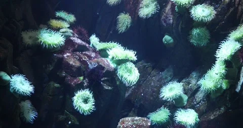 View of the underwater world Stock Footage 255057115