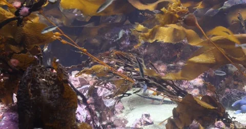 View of the underwater world Stock Footage 255057304