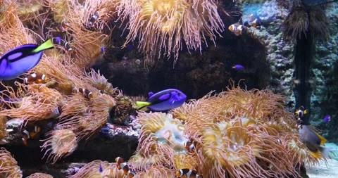 View of the underwater world Stock Footage 255057500