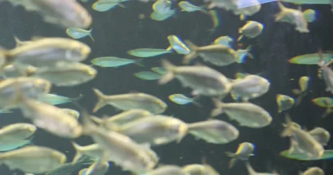 View of the underwater world Stock Footage 255058112