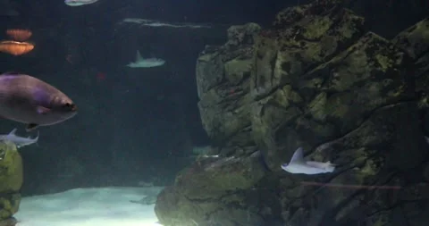 View of the underwater world Stock Footage 255058210