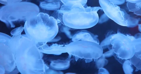 View of the underwater world Stock Footage 255058523