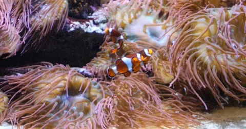 View of the underwater world Stock Footage 255058699