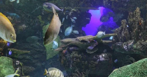 View of the underwater world Stock Footage 255062031