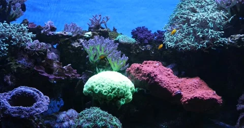 View of the underwater world Stock Footage 255062250