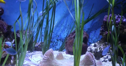 View of the underwater world Stock Footage 255062252