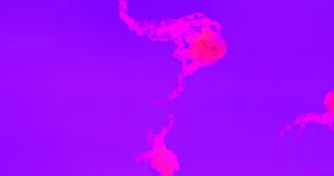 View of the underwater world Stock Footage 255063704