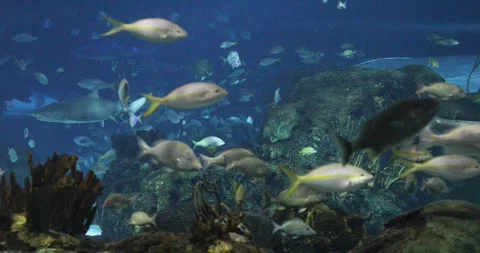 View of the underwater world Stock Footage 255064467