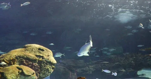 View of the underwater world Stock Footage 255064515