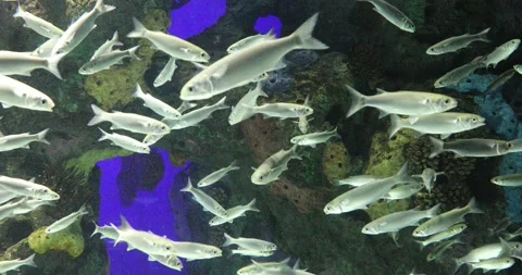 View of the underwater world Stock Footage 255064534