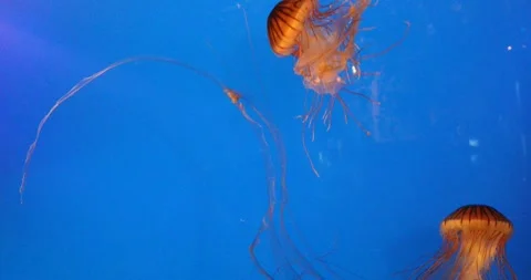 View of the underwater world Stock Footage 255068628