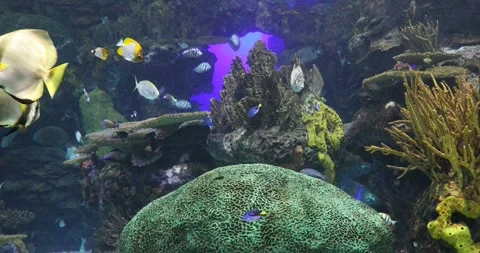 View of the underwater world Stock Footage 255068834